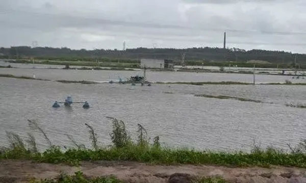 为什么水产养殖阴雨天治疗效果不好？