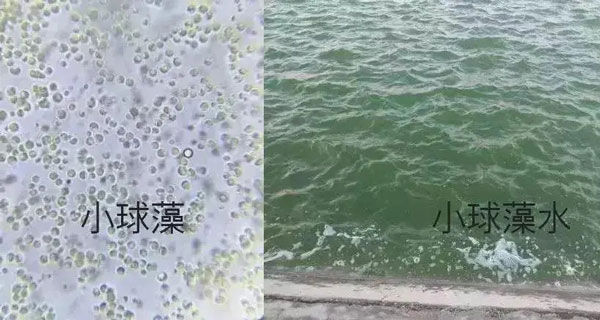 水产养殖如何科学肥水？一套完整的肥水方案送给你