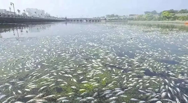 9月份，“白露瘟”高发季节，如何防范？