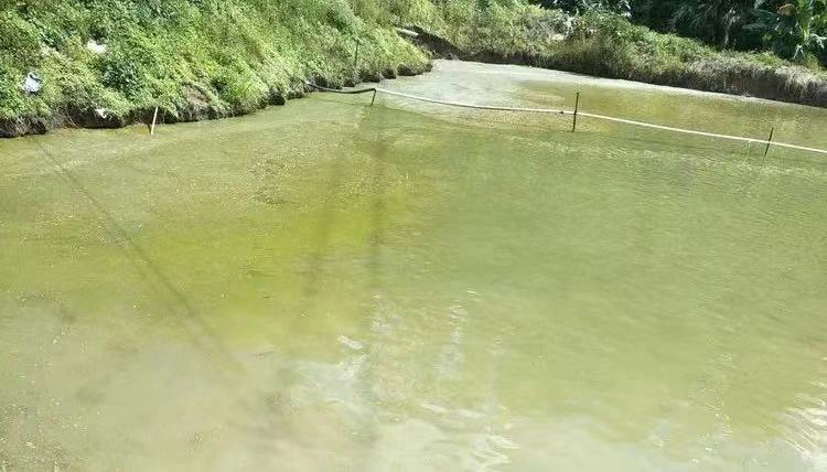 池塘出现这三类不良水色，要注意了！别到死鱼时才引起重视